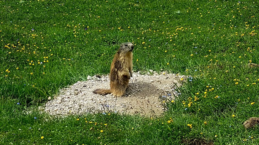 A cheeky marmot found along the GR5 trail in France |  <i>Vincent Lamy</i>