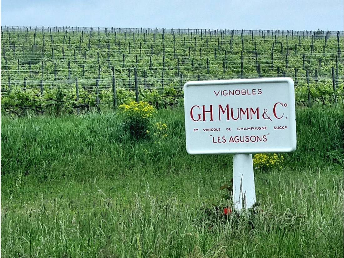 The Mumm vineyards |  <i>Sue Marr</i>