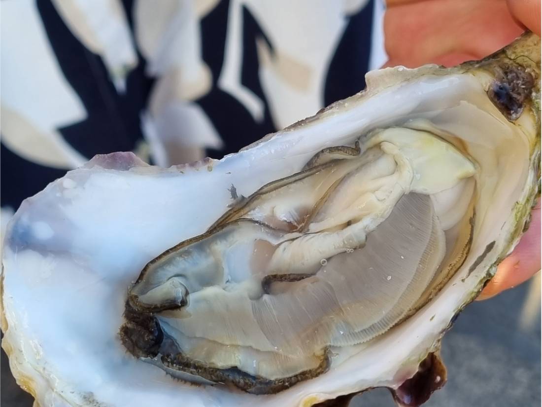 Oyster in France |  <i>Sue Marr</i>