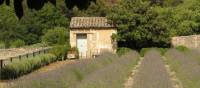 The garden Van Gogh looked out on from the psychiatric home near St Remy de Provence | Rob Allsop