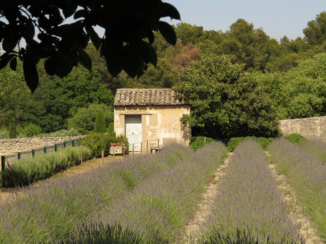 The garden Van Gogh looked out on from the psychiatric home near St Remy de Provence |  <i>Rob Allsop</i>