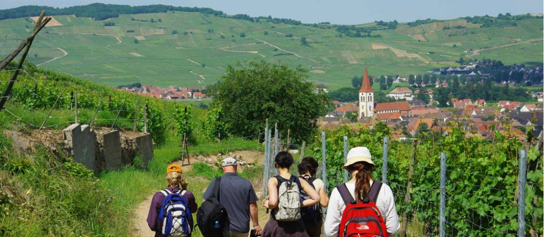 Walking the wine trails in Alsace