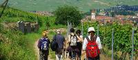 Walking the wine trails in Alsace