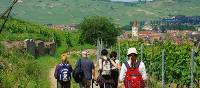 Walking the wine trails in Alsace