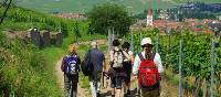 Walking the wine trails in Alsace