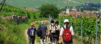 Walking the wine trails in Alsace