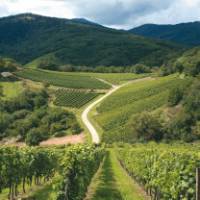 Vineyard in the Vosges Mountains, Alsace region