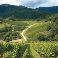 Vineyard in the Vosges Mountains, Alsace region