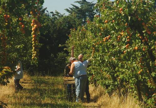 Apricot pickers in Provence, France&#160;-&#160;<i>Photo:&#160;Kate Baker</i>