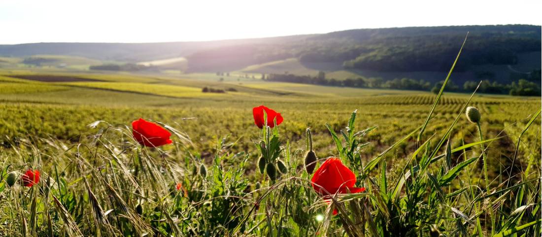 The rolling hills of France's Champagne region |  <i>Fernand Champagne</i>