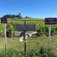 Highlights from walking among the vineyards of Bordeaux | Tali Emdin
