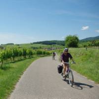 Cycling past vineyards in the Alsace region of France