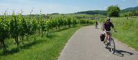 Cycling past vineyards in the Alsace region of France