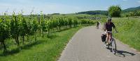 Cycling past vineyards in the Alsace region of France
