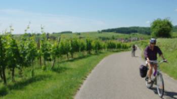 Cycling past vineyards in the Alsace region of France