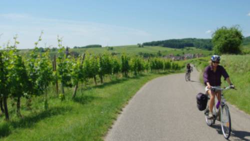 Cycling past vineyards in the Alsace region of France