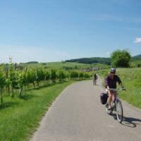 Cycling past vineyards in the Alsace region of France