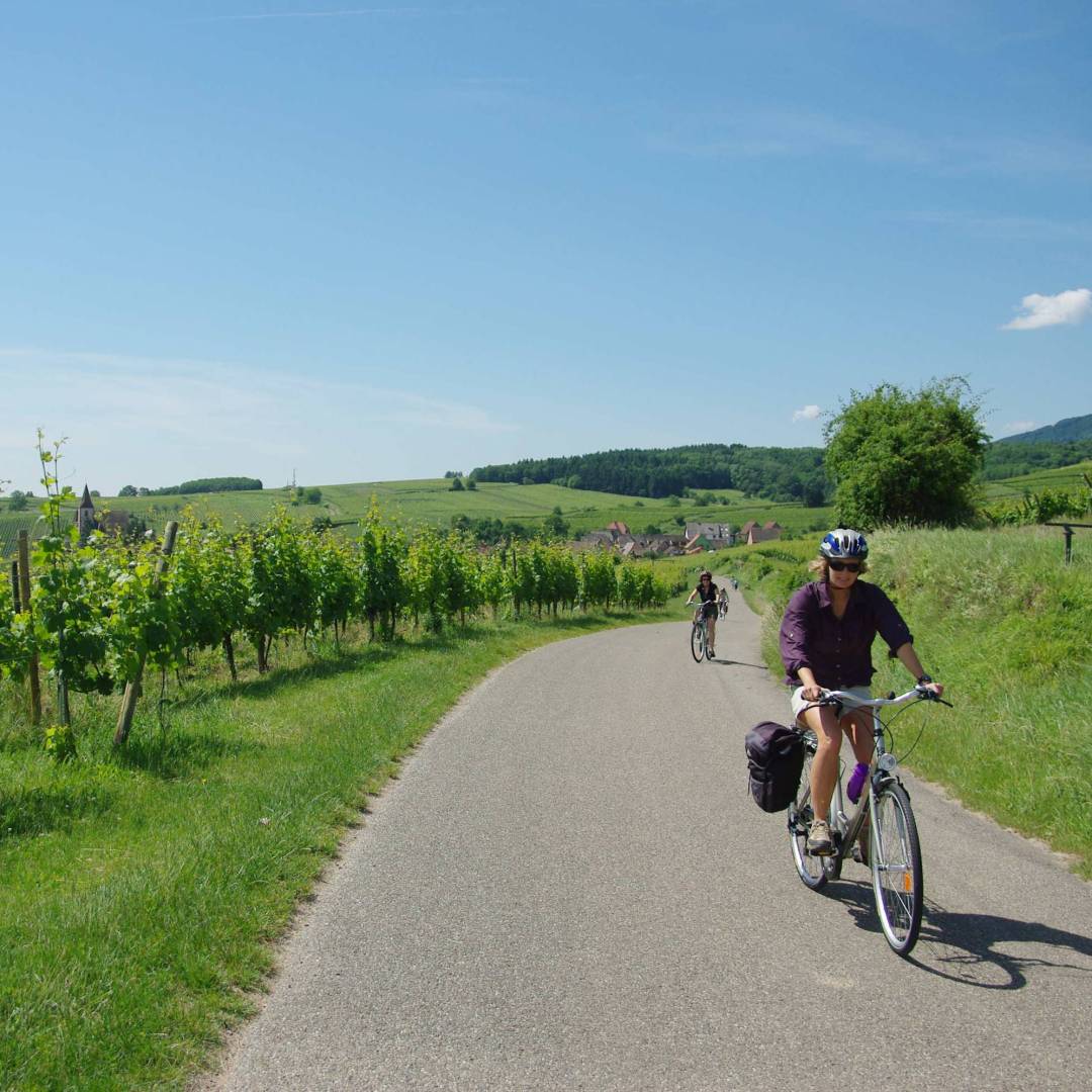 Cycling past vineyards in the Alsace region of France