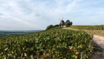 Follow quiet trails through Champagne vineyards