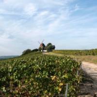 Follow quiet trails through Champagne vineyards | Ubaldo Bitumi