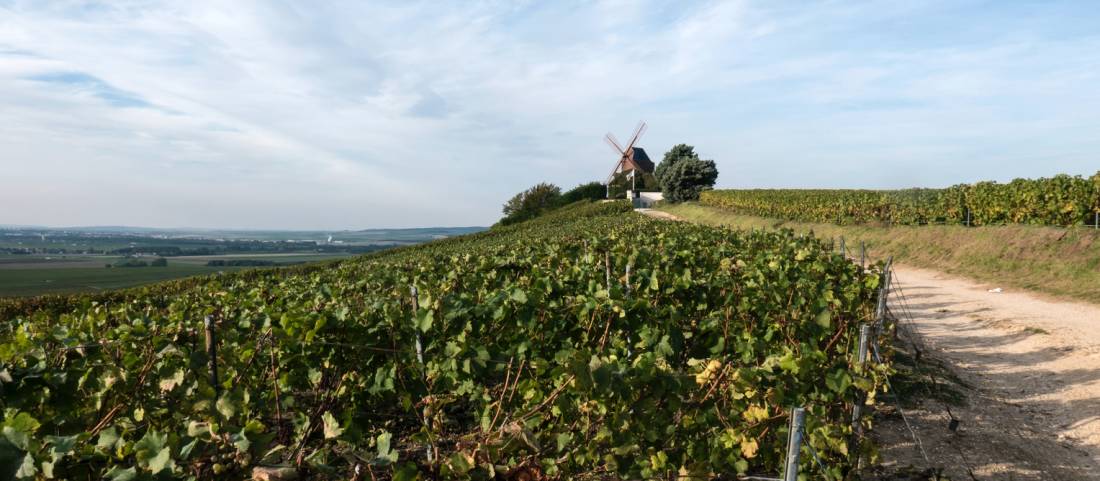Follow quiet trails through Champagne vineyards |  <i>Ubaldo Bitumi</i>