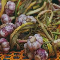 Garlic, a staple of all French cooking | Rachel Imber