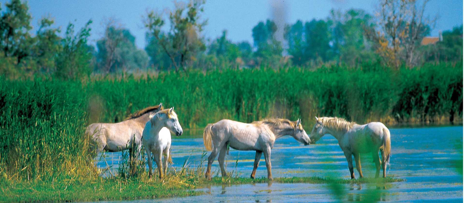 Horses in the Camargue, Provence, France