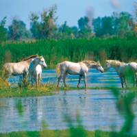 Horses in the Camargue, Provence, France