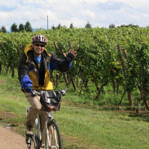 Cycling past vineyards in the Alsace region