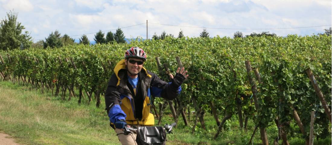 Cycling past vineyards in the Alsace region |  <i>Katie Roberts</i>