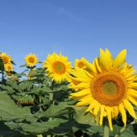 Sunflowers in Burgundy | Jaclyn Lofts