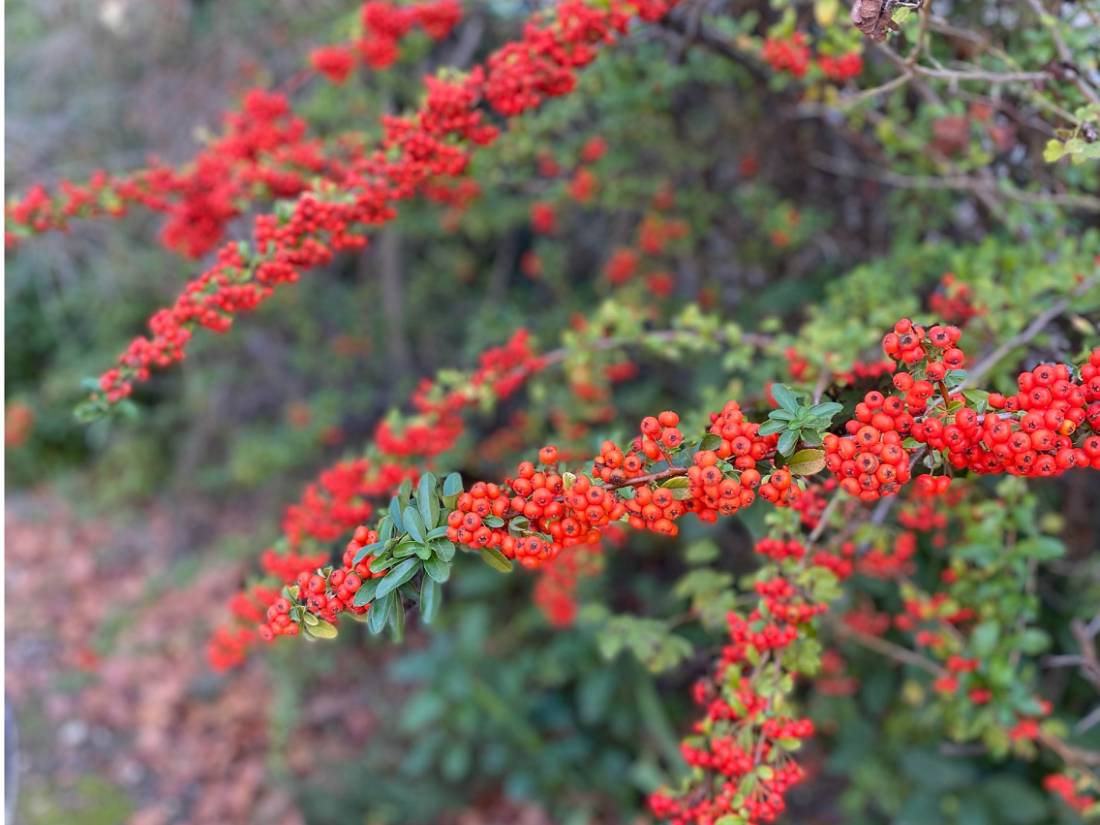 Red berries |  Deborah Brinkhoff & Lara Hilton