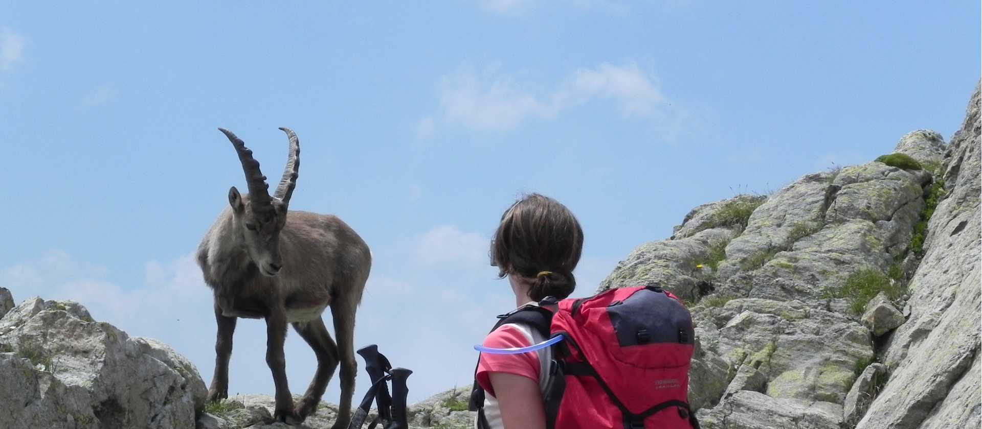 Animal encounters on the Tour du Mont Blanc | Ray Wilkinson