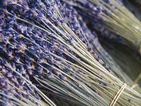 Lavender bunches, Provence |  <i>Ewen Bell</i>