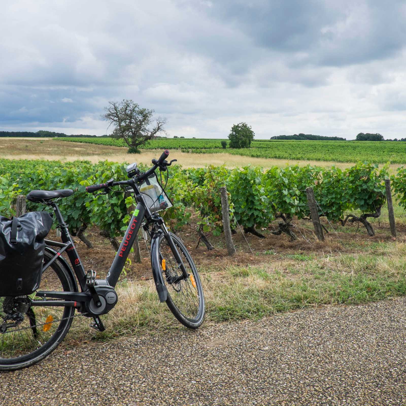 Vineyards on the Loire Valley cycle | Sylvain Brajeul