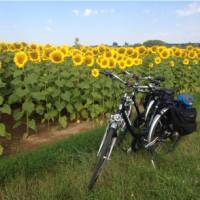 Loire Valley sunflowers near Blois | Mary-Cate Pickett