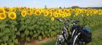 Loire Valley sunflowers near Blois | Mary-Cate Pickett