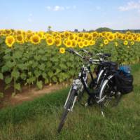 Loire Valley sunflowers near Blois | Mary-Cate Pickett