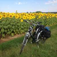 Loire Valley sunflowers near Blois | Mary-Cate Pickett