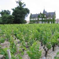 Medoc vineyards