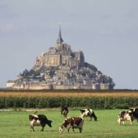 Field of cows in front of the abbey church, Mont Saint Michel | Robert Palomba