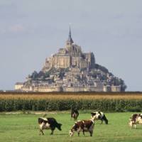 Field of cows in front of the abbey church, Mont Saint Michel | Robert Palomba