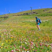 Hiker surrounded by beautiful alpine flowers on the Tour de Monte Rosa Walk | Andrew Bain