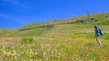 Hiker surrounded by beautiful alpine flowers on the Tour de Monte Rosa Walk