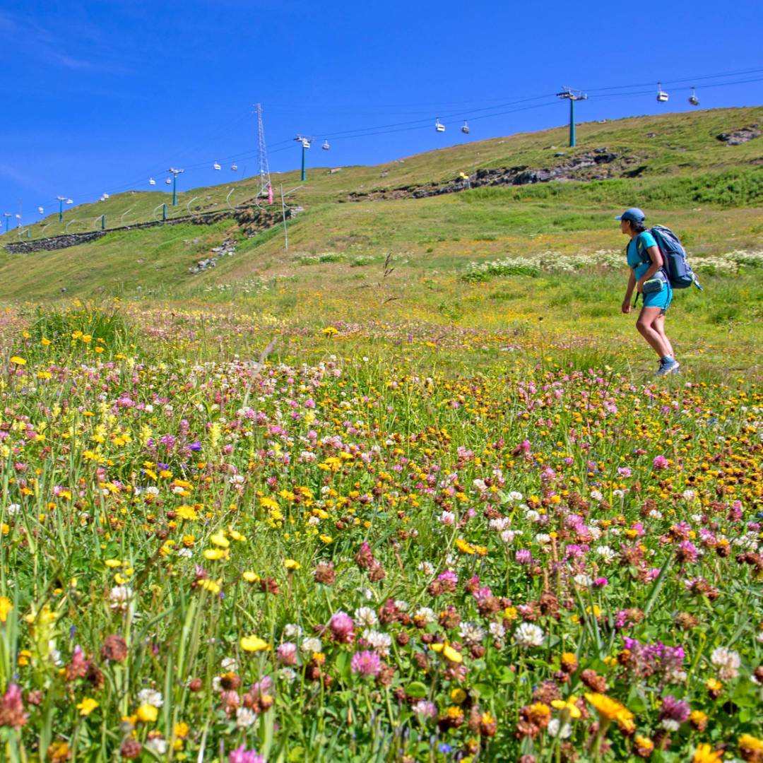 Hiker surrounded by beautiful alpine flowers on the Tour de Monte Rosa Walk | Andrew Bain