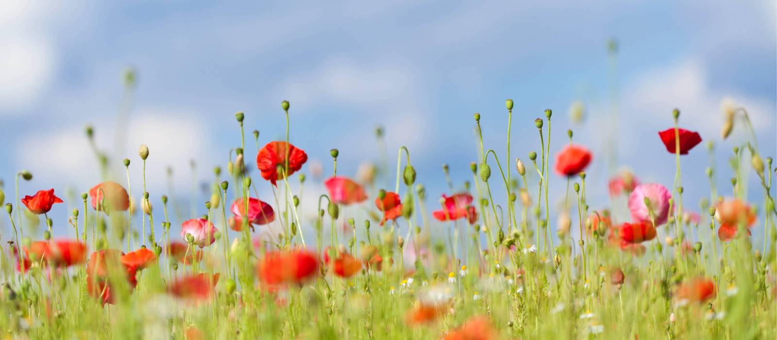 Poppies on the Western Front fields