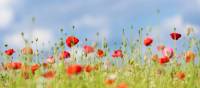 Poppies on the Western Front fields