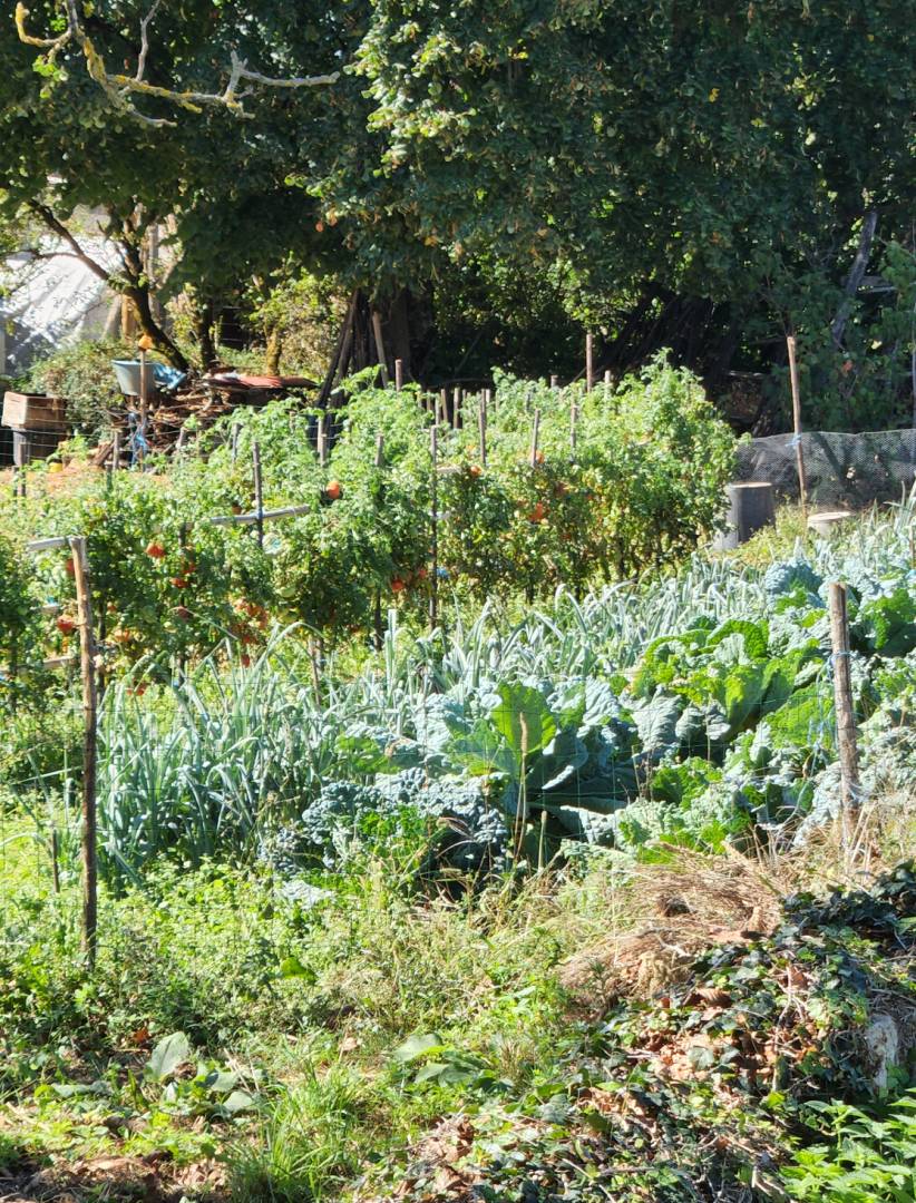 A potager of ripening tomatoes, rows of leeks and crisp lettuce |  <i>Elisa Harris</i>