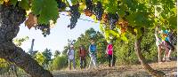 Walking through vineyards in the Loire Valley |  <i>D Darrault</i>