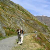 Meet a St Bernard dog at the St Bernard Pass